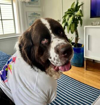 Butters -  Newfoundland Dog Dog for Adoption in Ledyard, Connecticut - Butters | PetCurious