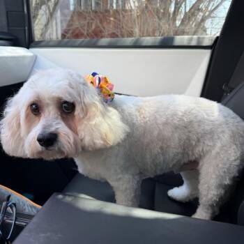 Bichon Frise Dogs Available for Adoption in Taycheedah, Wisconsin - Bentley | PetCurious