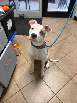 Snooki -  Pit Bull Terrier Dog for Adoption in Marion, Ohio - Snooki | PetCurious