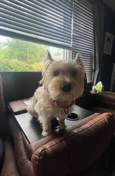 Mindy -  Yorkshire Terrier Dog for Adoption in Columbia, Maryland - Mindy | PetCurious