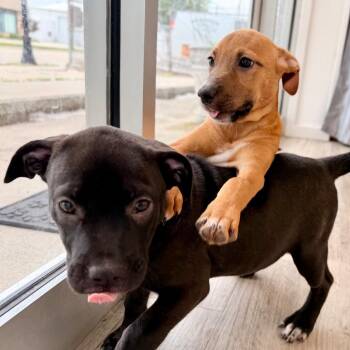 Toffee -  Carolina Dog and Hound Dog for Adoption in Green Bay, Wisconsin - Toffee | PetCurious