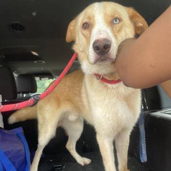 Storm -  Husky Dog for Adoption in Gloucester, Virginia - Storm | PetCurious