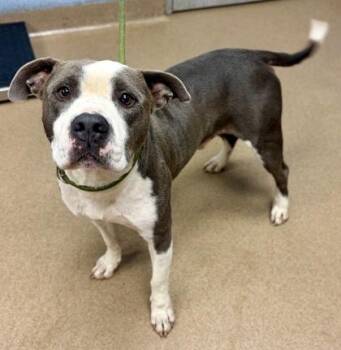 Coleman -  Mixed Breed Dog for Adoption in Chamblee, Georgia - Coleman | PetCurious