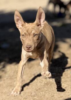 American Staffordshire Terrier and Doberman Pinscher Dogs Available for Adoption in Hesperia, California - Trina | PetCurious