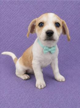 Carter -  Beagle and Chihuahua Dog for Adoption in Lodi, California - Carter | PetCurious