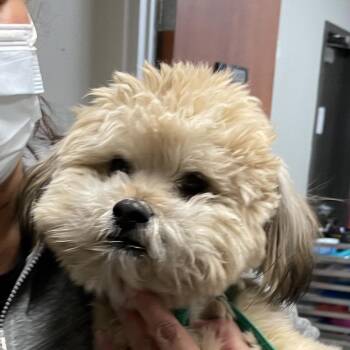 Maltese Dogs Available for Adoption in Yuma, Arizona - Oso | PetCurious
