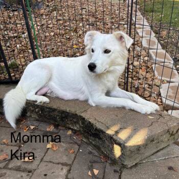 Chance -  Great Pyrenees and Mixed Breed Dog for Adoption in Olathe, Kansas - Chance | PetCurious