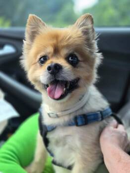 Bear -  Pomeranian Dog for Adoption in Watertown, Connecticut - Bear | PetCurious