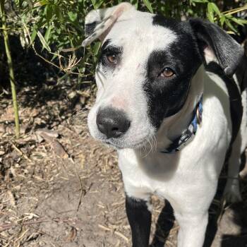 Australian Cattle Dog Blue Heeler and Terrier Dogs Available for Adoption - Spot | PetCurious