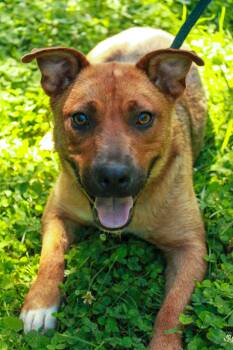 Brave -  Australian Cattle Dog Blue Heeler Dog for Adoption in Ona, West Virginia - Brave | PetCurious