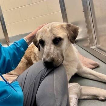 Anatolian Shepherd and Mixed Breed Dogs Available for Adoption - Rascal | PetCurious