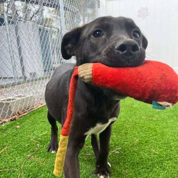 Black Labrador Retriever Dogs Available for Adoption - JJ | PetCurious