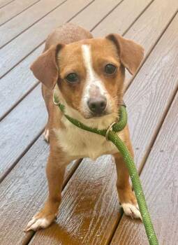 Chihuahua Dogs Available for Adoption - Penny | PetCurious