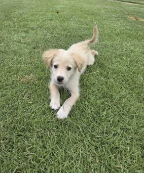Golden Retriever and Mixed Breed Dogs Available for Adoption - ASHER | PetCurious