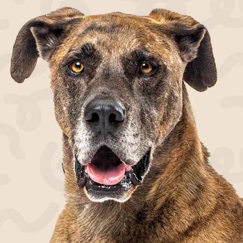 Maverick -  Great Dane and Mixed Breed Dog for Adoption in Reno, Nevada - Maverick | PetCurious