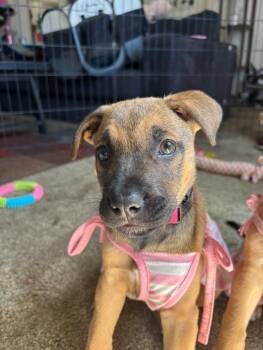 Violet -  Pit Bull Terrier and Labrador Retriever Dog for Adoption in Hayward, California - Violet | PetCurious