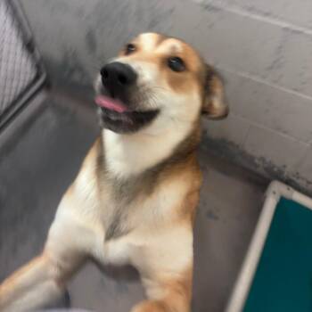 Kanga-Roo -  Retriever Dog for Adoption in Indianapolis, Indiana - Kanga-Roo | PetCurious