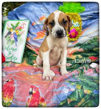 Boxer and Hound Dogs Available for Adoption in Sebring, Florida - Azalea | PetCurious