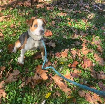 Rescue Shepherd Dogs for Adoption - Thunder | PetCurious