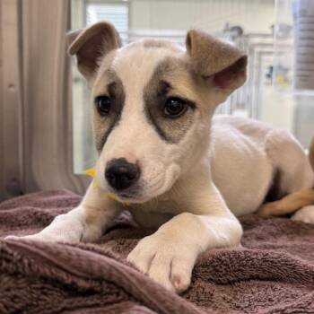 Bentley -  Mixed Breed Dog for Adoption in Las Cruces, New Mexico - Bentley | PetCurious