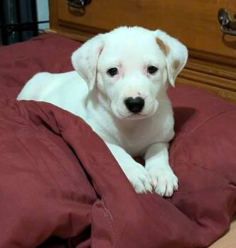 Aubry Bracco -  Great Pyrenees and Anatolian Shepherd Dog for Adoption in Kiowa, Oklahoma - Aubry Bracco | PetCurious
