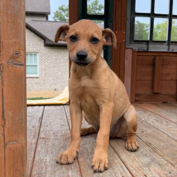 Rhodesian Ridgeback and Feist Dogs Available for Adoption in Warrior, Alabama - Red | PetCurious