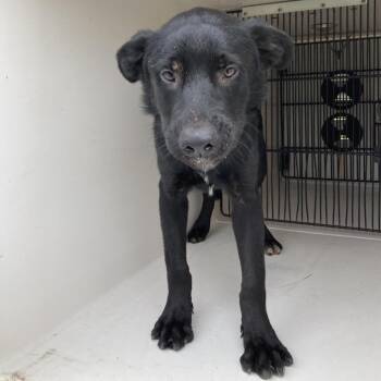 Gregor -  Black Labrador Retriever Dog for Adoption in Beaumont, Texas - Gregor | PetCurious