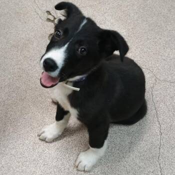 Collie and Mixed Breed Dogs Available for Adoption in Ardmore, Oklahoma - Magnolia | PetCurious