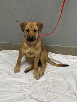 German Shepherd Dog and Mixed Breed Dogs Available for Adoption in Las Vegas, Nevada - CASEY | PetCurious