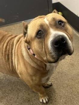Honey -  American Bully Dog for Adoption in Cleveland, Ohio - Honey | PetCurious