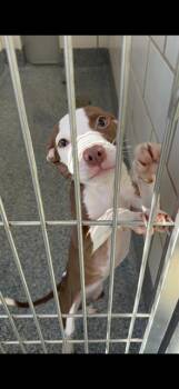 Pit Bull Terrier Dogs Available for Adoption in Charlotte, North Carolina - HAZEL | PetCurious