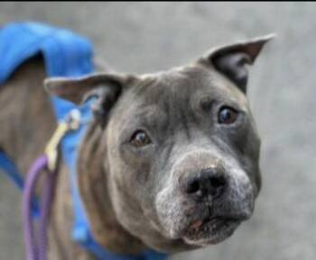 Mixed Breed Dogs Available for Adoption in New York, New York - Kiwi | PetCurious