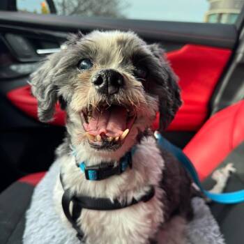 Rescue Shih Tzu Dogs for Adoption in Northville, Michigan - Chevy | PetCurious