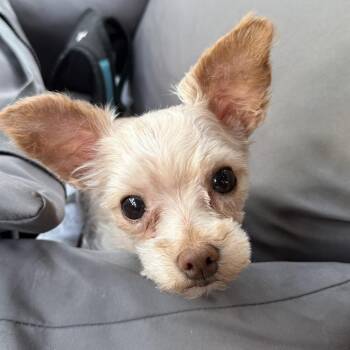 MM Dolly Parton -  Maltese and Poodle Dog for Adoption in West Peoria, Illinois - MM Dolly Parton | PetCurious