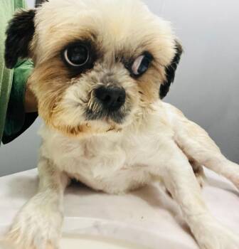 Rescue Shih Tzu Dogs for Adoption in Greenville, South Carolina - Ashley Wilkes | PetCurious