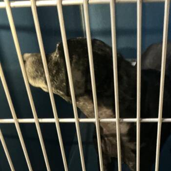 Black Labrador Retriever Dogs Available for Adoption in Saint Joseph, Missouri - Harrison | PetCurious