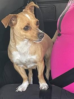 Chihuahua Dogs Available for Adoption - WEENEY | PetCurious