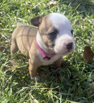 Pit Bull Terrier and Australian Shepherd Dogs Available for Adoption - Amora | PetCurious