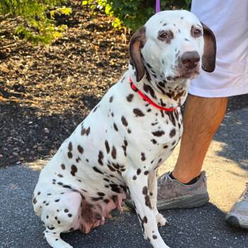 Rescue Dalmatian Dogs for Adoption in Sinking Spring, Pennsylvania - Dottie | PetCurious