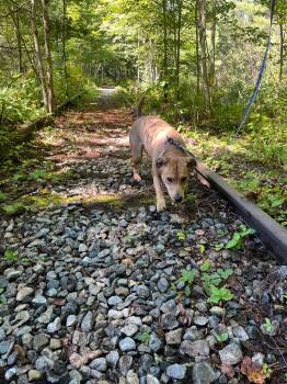 Bella -  Labrador Retriever and German Shepherd Dog Dog for Adoption in Lunenburg, Vermont - Bella | PetCurious