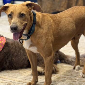 Rescue Hound Dogs for Adoption in West Palm Beach, Florida - SUMMER | PetCurious