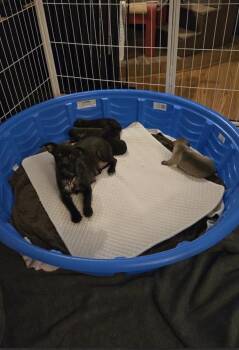 GG -  Irish Terrier and Chihuahua Dog for Adoption in Aurora, Colorado - GG | PetCurious