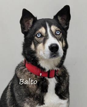Rescue Siberian Husky Dogs for Adoption in Aurora, Nebraska - Balto | PetCurious