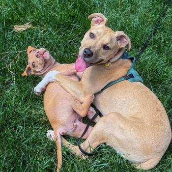 American Staffordshire Terrier and Mixed Breed Dogs Available for Adoption in Olathe, Kansas - Ladybug | PetCurious