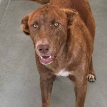 Opal -  Labrador Retriever Dog for Adoption in Kingman, Arizona - Opal | PetCurious