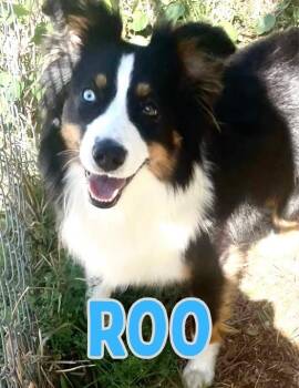 Australian Shepherd Dogs Available for Adoption in Shalimar, Florida - Roo | PetCurious