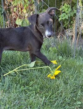 Chloe -  Chihuahua and Terrier Dog for Adoption in Gardnerville, Nevada - Chloe | PetCurious