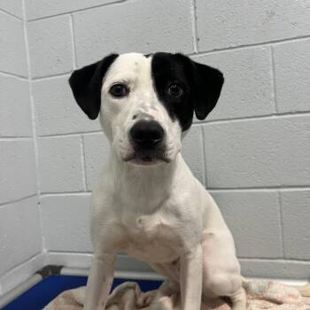 Ralph -  Mixed Breed Dog for Adoption - Ralph | PetCurious