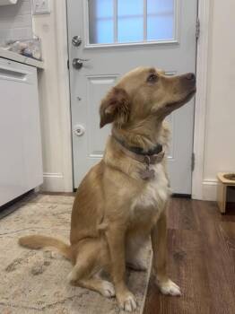 Collie Dogs Available for Adoption - Minnie | PetCurious