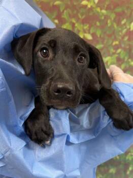 Rambutan -  Labrador Retriever and Mixed Breed Dog for Adoption in San Antonio, Texas - Rambutan | PetCurious